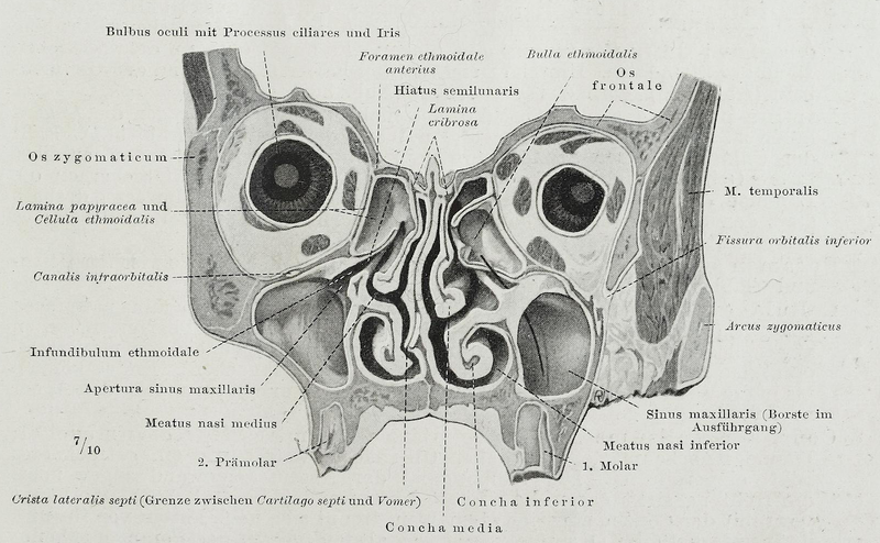 File:Braus 1921 351.png