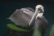 Brown pelican sitting on post at zoo