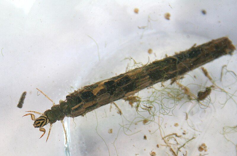 File:Caddisfly Larva.jpg