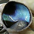 Calf's eye dissected to expose the choroid: its tapetum lucidum is iridescent blue