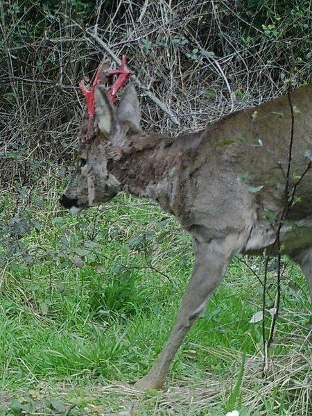 File:Capreolus capreolus 373892216.jpg