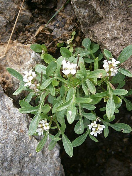 File:Cardamine resedifolia RHu.JPG