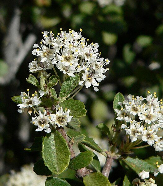 File:Ceanothus greggii 4.jpg