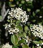 Desert ceanothus (Ceanothus greggii)