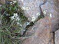 Cerastium cerastoides