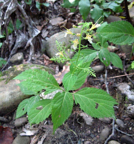 File:Collinsonia canadensis.jpg