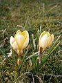 Crocus chrysanthus 'Romance'