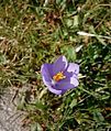 Crocus nudiflorus close-up