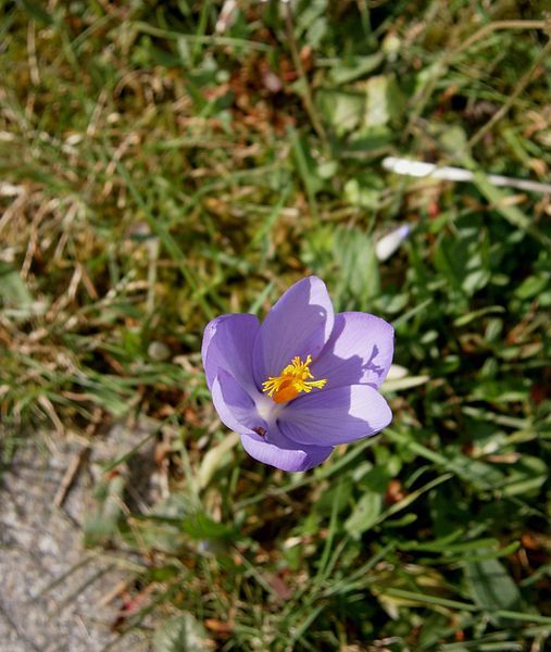 File:Crocus nudiflorus06.jpg