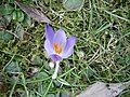 Crocus tommasinianus close-up flower