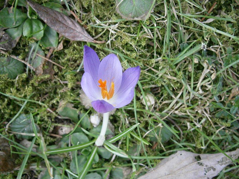 File:Crocus tommasinianus close-up.jpg