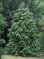 Cunninghamia lanceolata 'Glauca'