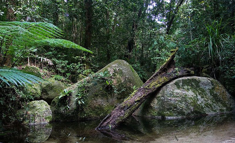 File:Daintree National Park.jpg