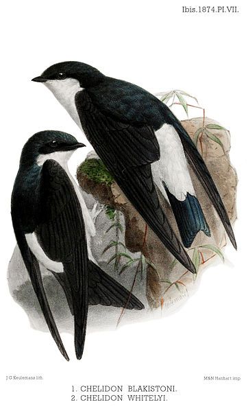 File:DelichonIbis.jpg