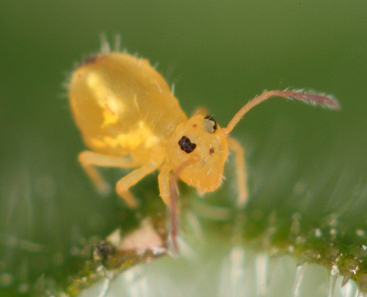 File:Dicyrtomina minuta (7021823147).jpg