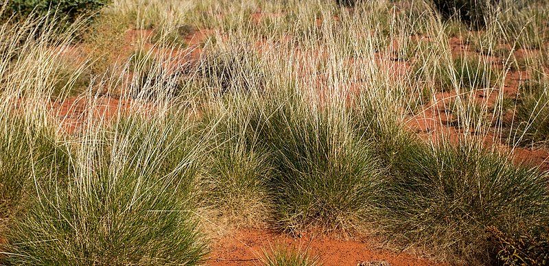 File:Diplodactylus conspicillatus Habitat.jpg