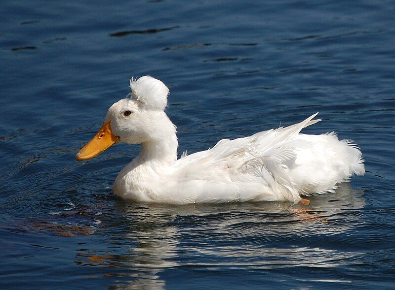 File:Domestic-crested-duck-CamdenME.jpg