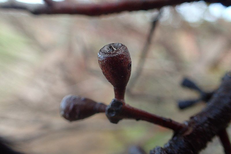 File:Eucalyptus pluricaulis fruit.jpg