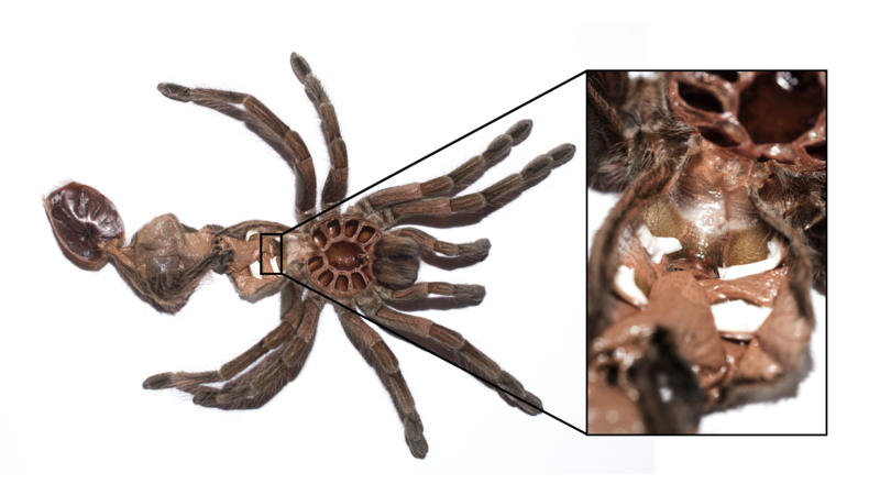 File:Female Tarantula Molt.png