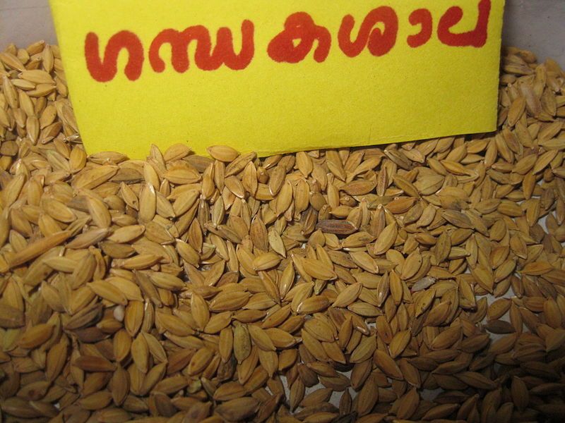 File:Ganthakasala paddy seed.JPG