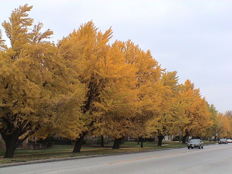 File:Ginkgo Riverside, Illinois.JPG