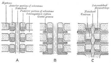 Development of vertebrae