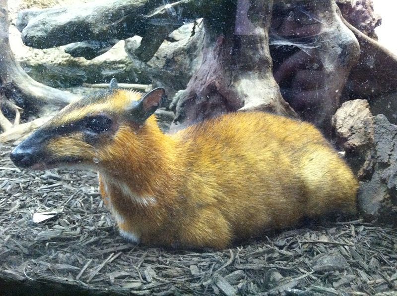 File:Greater Mouse-Deer.JPG