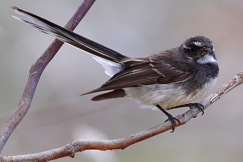 File:Grey fantail.jpg