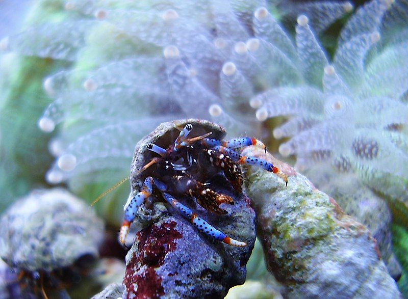 File:Hermit crab cropped.jpg