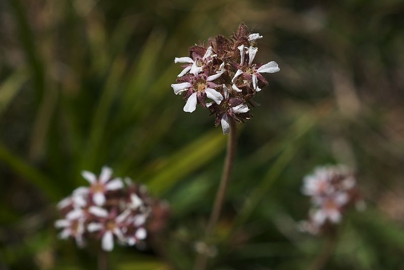 File:Horkelia fusca.jpg