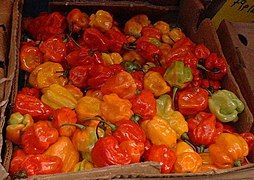 Scotch bonnets, Caribbean