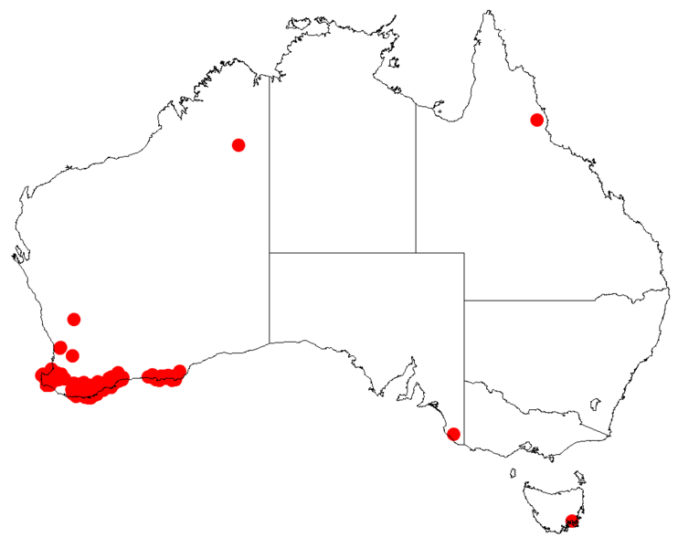 File:Isopogon formosusDistMap18.png