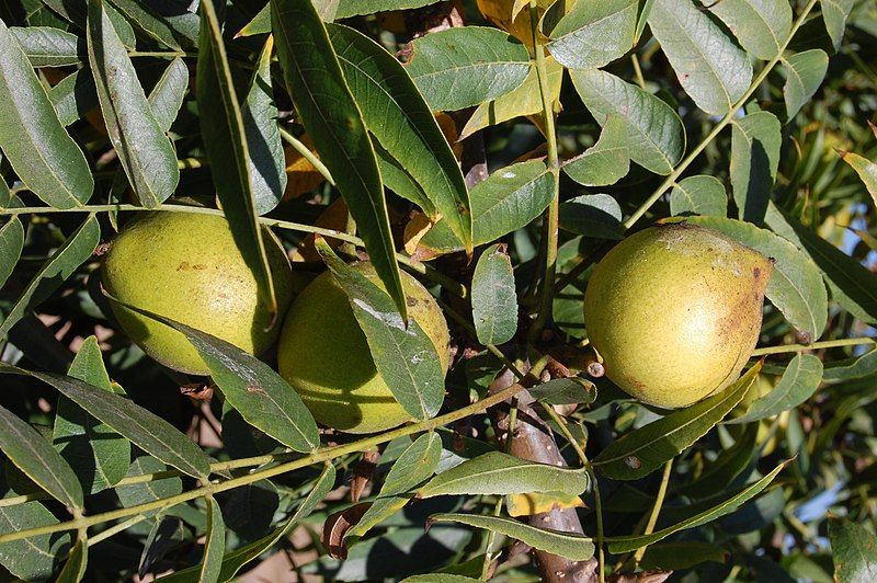 File:Juglans californica-1.jpg