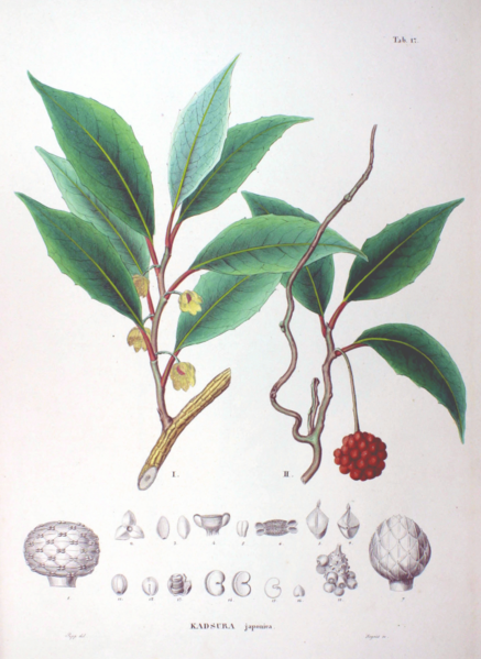 File:Kadsura japonica SZ17.png