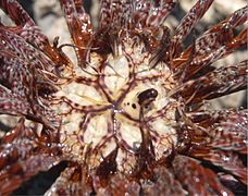 Tegmen of a Lamprometra palmata. The mouth is located at the center of the five feeding grooves, and the anus at the top of the column.