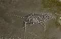 Macrocranion tupaiodon