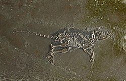 Skeleton of the Eocene mammal Macrocranion tupaiodon