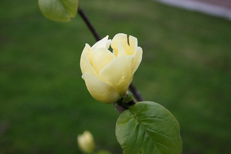 File:Magnolia 'Lois'.JPG