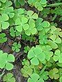 Marsilea crenata