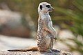 Image 8 Meerkat Photo: Fir0002 The meerkat (Suricata suricatta) is a small member of the mongoose family native to the Kalahari Desert of southern Africa. They are social animals, living underground in groups of 20 to 50 members. Although the name means "lake cat" in Dutch, meerkats are not cats, nor are they attracted to lakes. More selected pictures