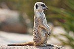 Meerkat