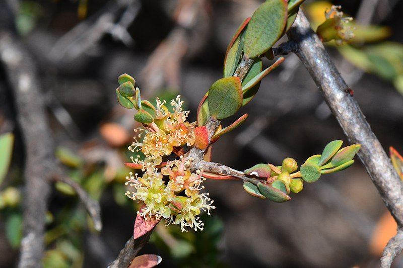 File:Melaleuca pauciflora.jpg