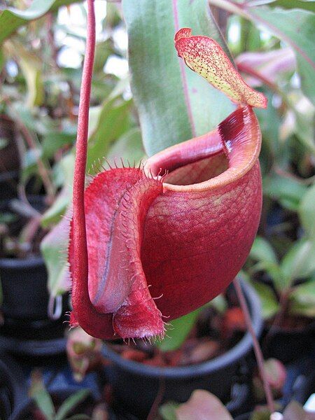 File:Nepenthes globosa02.jpg