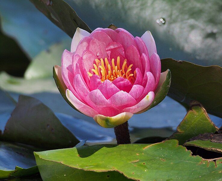 File:Nymphaea Laydekeri Purpurata.jpg