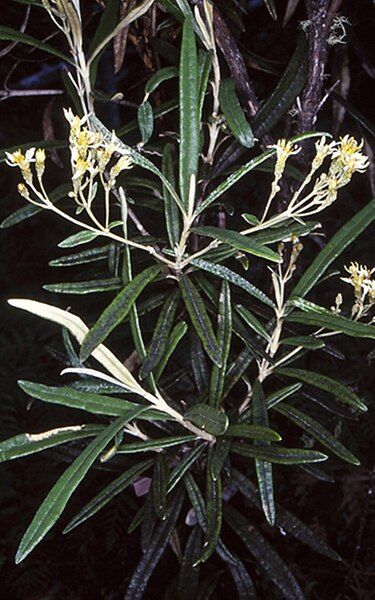 File:Olearia alpicola.jpg