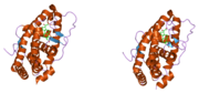 1y9r: Crystal structure of the human mineralocorticoid receptor ligand-binding domain bound to deoxycorticosterone and harboring the S810L mutation responsible for a severe form of hypertension