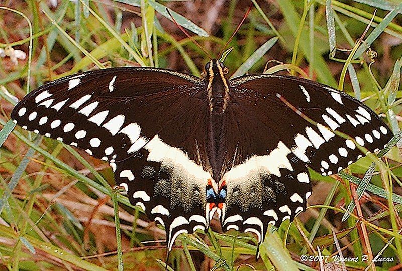 File:Papilio palamedes.jpg