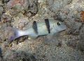 A doublebar goatfish (Parupeneus trifasciatus)