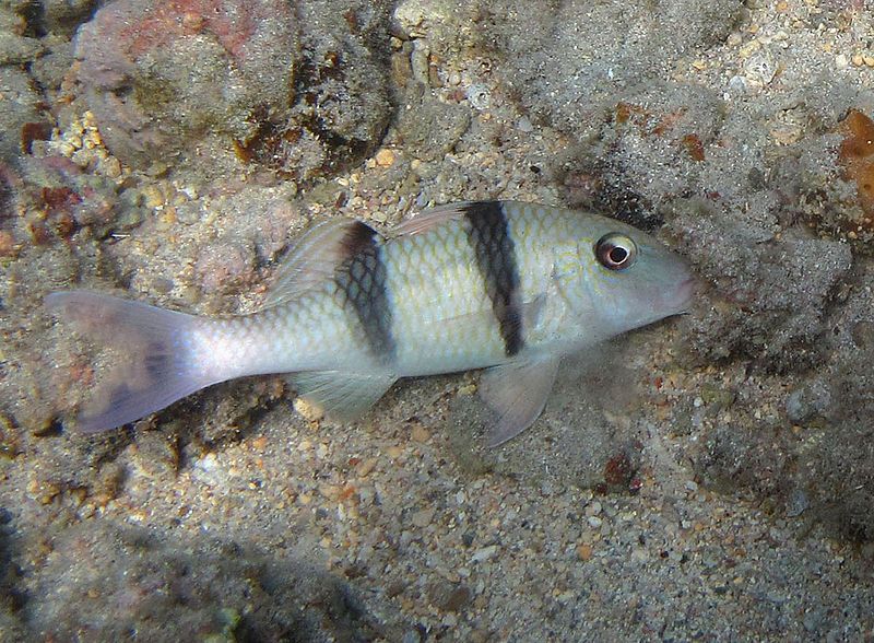 File:Parupeneus trifasciatus.jpg