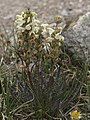 Parry's Lousewort, ditto